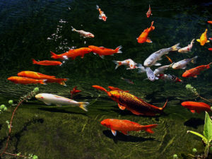 BZT® Koi & Pond